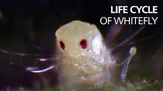 Life cycle of whitefly