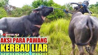 MENANGKAP KERBAU LIAR - harga kerbau 2021