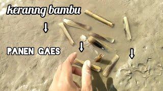 Cara Mendapatkan ''Kerang Bambu'' Dipantai kalian harus tahu ini loh caranya.