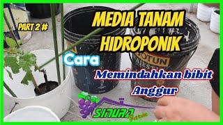 Kebun Anggur Hidroponik II Cara Memindahkan Bibit Anggur ke Dalam Pot