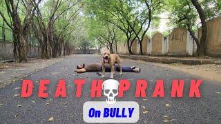 Bully jaldi dekh Aman ko kya hua ? Death prank on pitbull dog  #deathprank