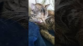 sleepy kitty bath time - ASMR