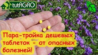 ЭТО ДЕШЕВОЕ СРЕДСТВО ОТ БОЛЕЗНЕЙ ПРОДАЕТСЯ В КАЖДОЙ АПТЕКЕ! Всего 2-3 таблетки и растения здоровы!