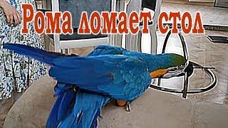 Ara Roma talking parrot breaks the table. The true face of the macaw parrot.