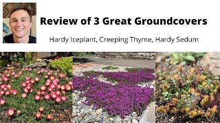 GROUND COVER REVIEW for the Sunny Garden: Hardy Iceplant, Creeping Thyme, Hardy Sedum