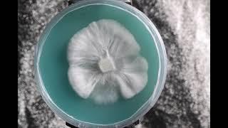 Mushroom mycelium time lapse on agar dish growth over 15 day period