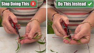 5 Propagation Mistakes I See & How To Propagate Successfully