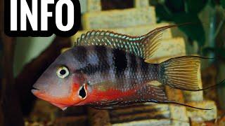 Firemouth Cichlid Care Guide