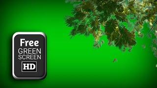 green screen tree branches | Leaves green effect | Green screen tree video