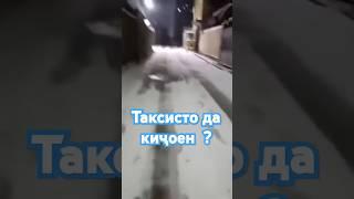 Таксисто да киҷоен муштариё шумор мекобанд #таксидушанбе #электромобил #чорумтв  #бохтар #калхозобод