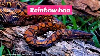 Rainbow boa (Epicrates cenchria)