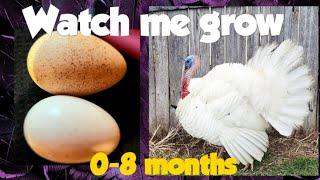 WATCH ME GROW| Turkey development from day 1 to 8 months.