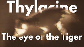 Part 2 Mainland Thylacine | NOT EXTINCT |  Review | The Eye of the Tiger |