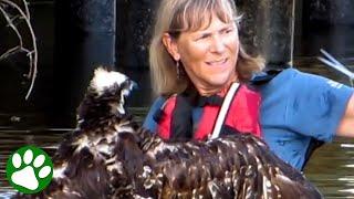 Osprey swims right up to a KAYAKER and asks for help