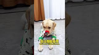 【旺仔很忙Wangzai is busy】狗：不就吃点饭嘛，磨磨唧唧It's just a meal, you're so slow!