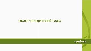 Вредители сада. Какие вредители преобладают в саду?