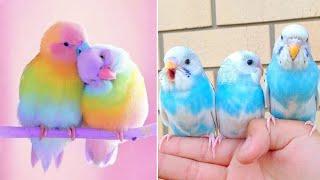 Smart And Funny Parrots Parrot Talking Videos Compilation (2024) - Cute Birds #32