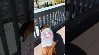 a little doggy view #puppy #doggyantics #cutepet #dachshund #dogtime #doglover #beagle #doggydays