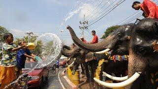 Туристы и слоны устроили водные бои в Таиланде (новости)