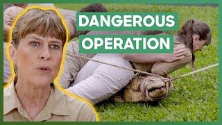 Terri Irwin Leads A Dangerous Crocodile Transport At Australia Zoo | Crikey! It's The Irwins