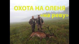 Охота на оленя на реву. Deer hunting.