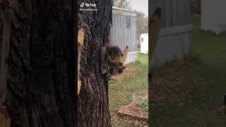 Thick boi squirrel