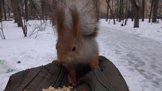 Белки утром. Зарисовка / Squirrels in the morning. The sketch