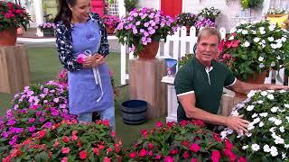 Phillip Watson Designs 6-Piece Live Assorted SunPatiens on QVC