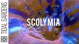 Scolymia Button Corals