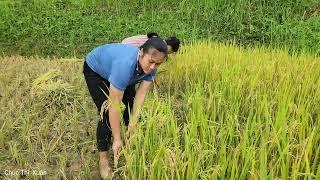 Husband and wife: How to harvest rice manually in the countryside |Chúc Thị Xuân