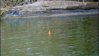 Float Fishing FRESH Winter Steelhead! (BOBBER DOWNS)