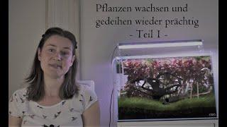 Aquascaping – Meine Pflanzen gedeihen prächtig – Teil 1 – Der Testkoffer