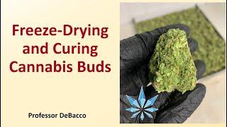 Freeze Drying and Curing Cannabis Buds