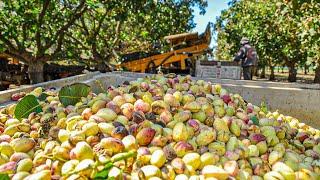 Pistachios Harvesting Process | How To Grow Pistachios | Modern Pistachios Harvesting Machine