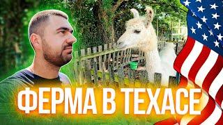 Ферма в Техасе | Каких животных можно увидеть на ферме в США?