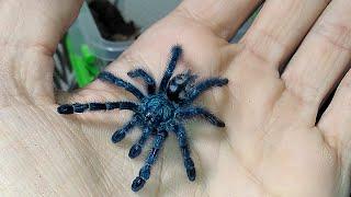 Пересадка caribena versicolor (ex. avicularia versicolor)