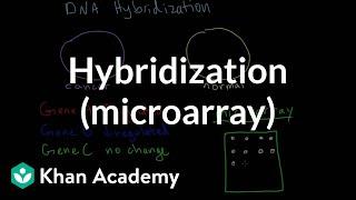 Hybridization (microarray) | Biomolecules | MCAT | Khan Academy