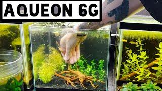 Aqueon Rimless 6 gallon Aquarium Review & Aquascape