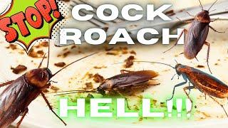 WORST COCKROACH INFESTATION EVER? There is a way to get rid of roaches! PLUS - tips & tricks