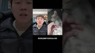 前女友留下的猫？喜当爹！！ 迪迪说猫 迪迪养猫 猫咪鉴定 鉴定猫咪 猫