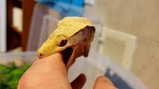 Angry Crested Gecko