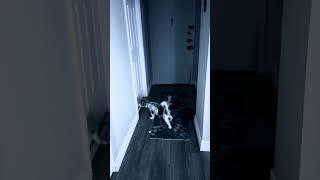 Caught On Camera!! My dog saw a ghost?! [MUST WATCH!]