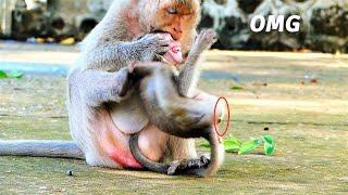 Oh God Help Unconscious Baby!, Mother Monkey Malika Is The Craziest Monkey Now