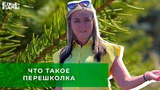 Что такое перешколка . Расскажет главный агроном питомника "Ёлы-палы", Ольга Валерьевна.