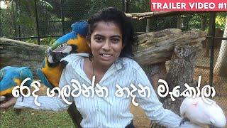 මැකෝලා Shashi Nishadi ගෙ රෙදි ගලවපු හැටි | Macaw Parrot | Birds Park Hambantota | මැකෝ ගිරවා