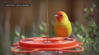 Why 2019 is an unusual year for the bright orange bird known as the Western Tanager