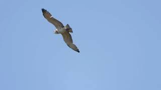 Aguila culebrera con serpiente en vuelo se le escapa!