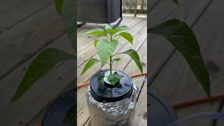 Mini DWC system from an empty protein powder jar! #peppers #hydroponics #garden #hotsauce