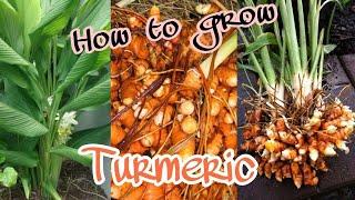 #Growing_Turmeric_In_Pots / How to grow turmeric at home by NY SOKHOM