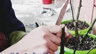 Wedge grafting/Cleft grafting